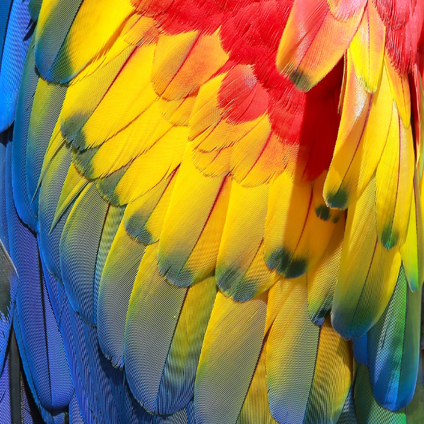 Matt and Joella: Birds of a Feather